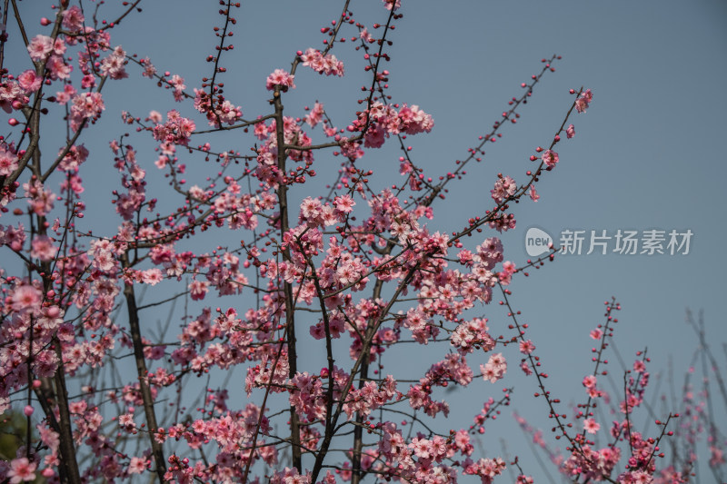 春天粉色桃花盛开