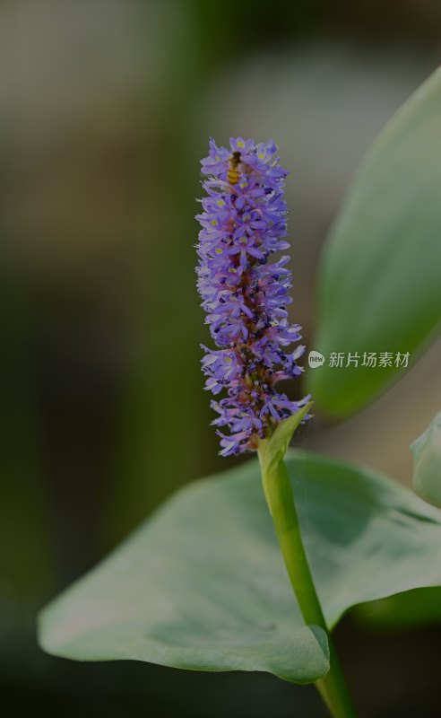 梭鱼花开