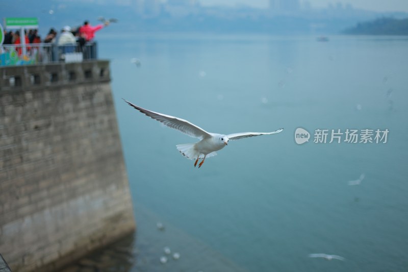 飞翔的海鸥场景