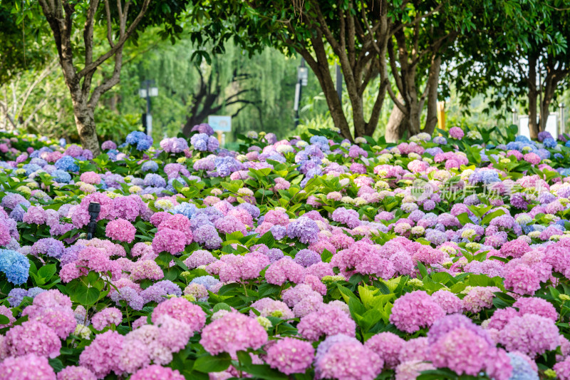 无尽夏绣球盛开花球