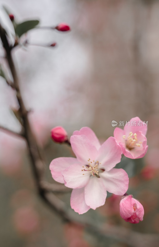 枝头盛开的粉色樱花花特写