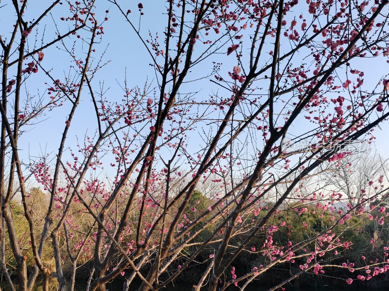 枝头红梅盛开展现春日生机景象