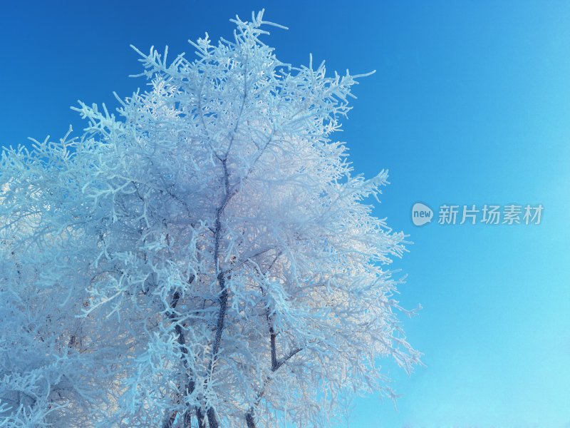 雪景雾凇