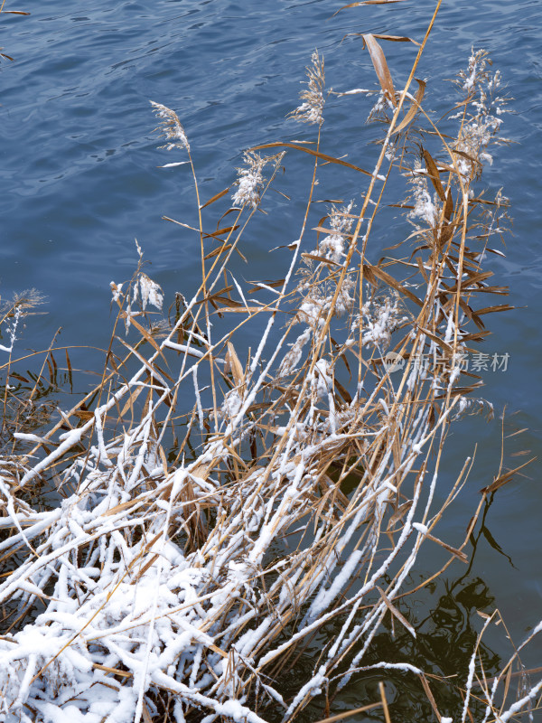 雪景 芦苇 湖水