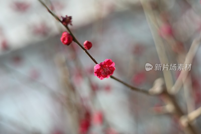 梅花系列