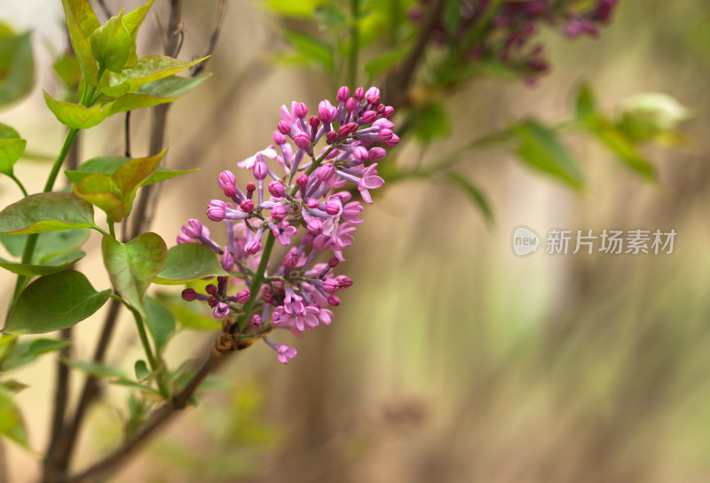 含苞待放的丁香花在春季