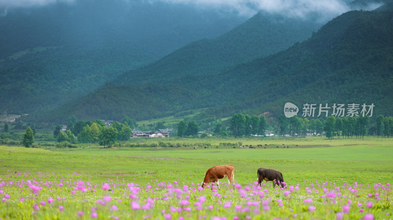 文海丽江风景