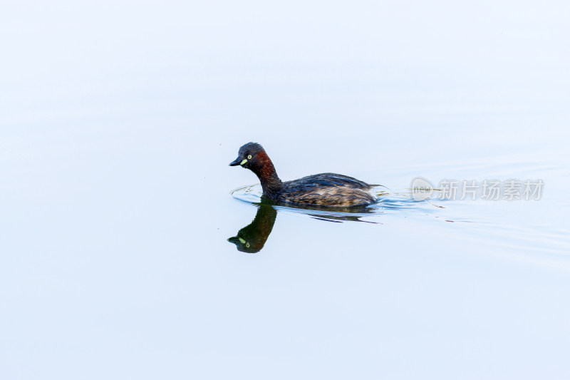 水面小鸊鷉