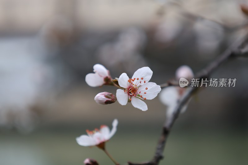 特写绽放的白色花卉