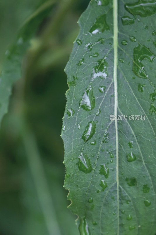 谷雨时节绿草特写图片