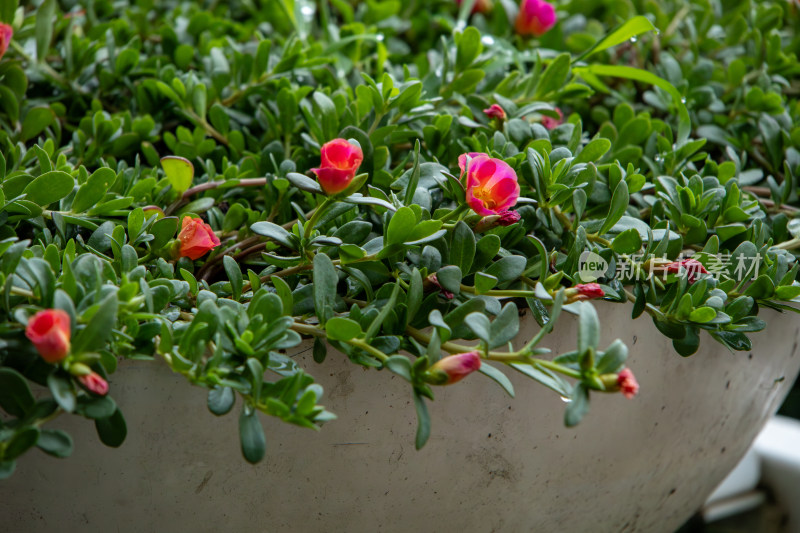 盆栽马齿苋鲜花特写