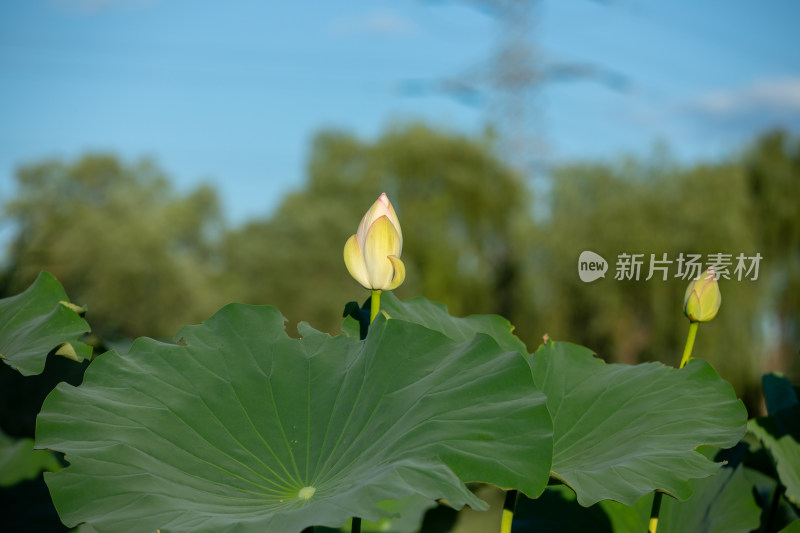 蓝天背景荷花图片