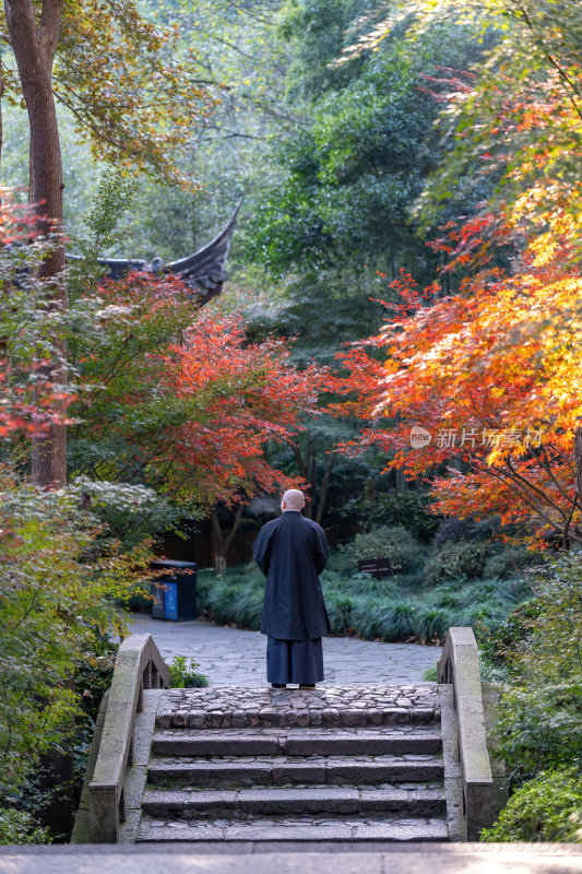 浙江杭州永福禅寺古寺秋景枫树红叶禅意