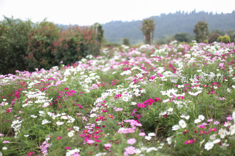 四川成都花舞人间景区的花海