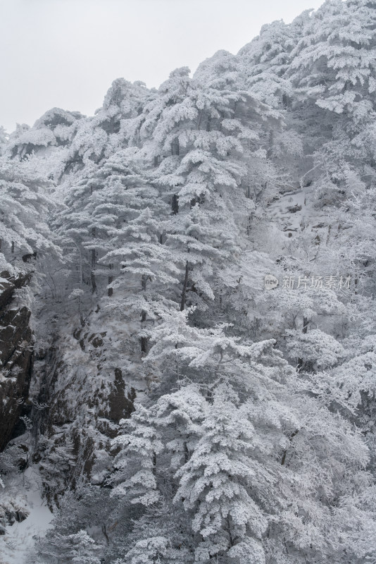 银装素裹的黄山山林雪景