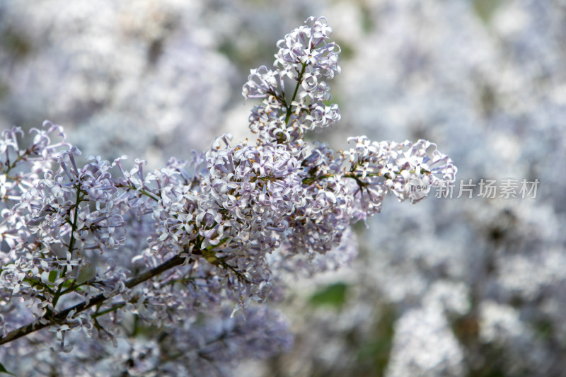 春天枝头盛开的白色丁香花