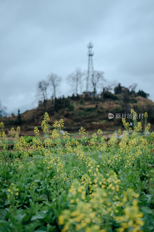 田野中的油菜花与背景中的信号塔