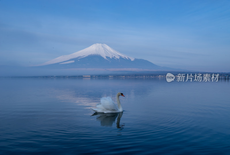 富士山远景下湖面上的一只白天鹅