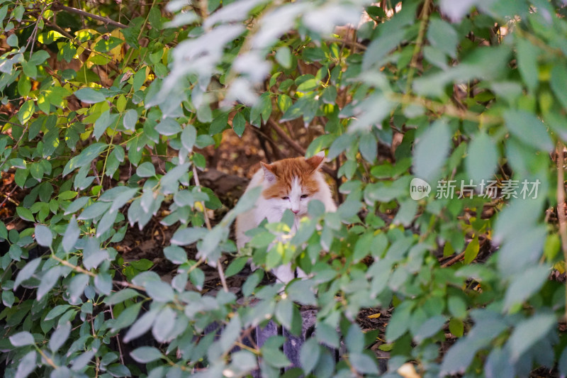 猫在草丛园林中