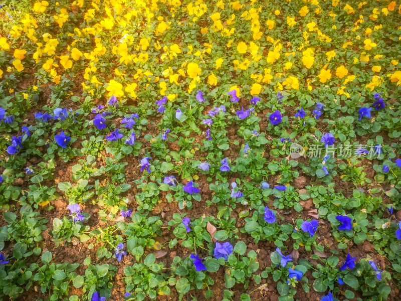 景观鲜花种植摄影图