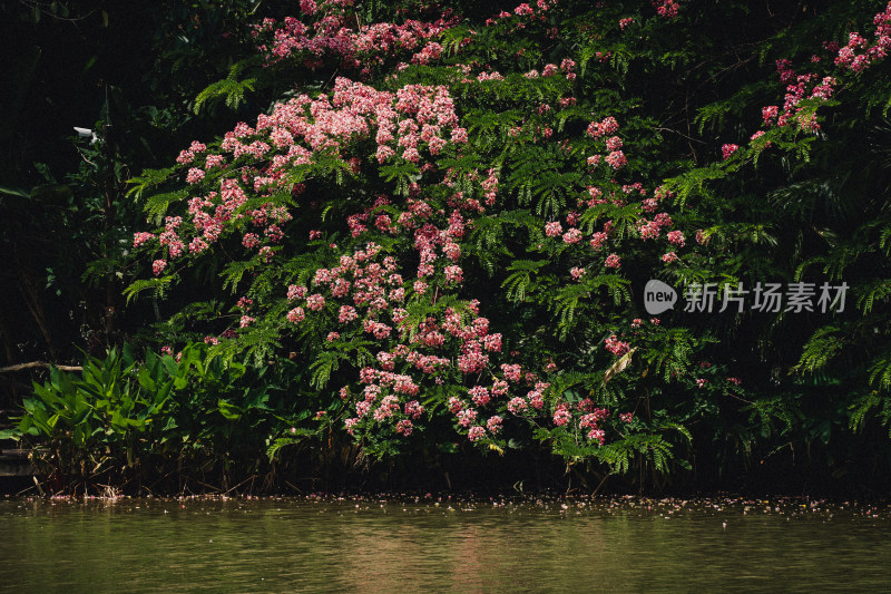 西双版纳曼听御花园景区