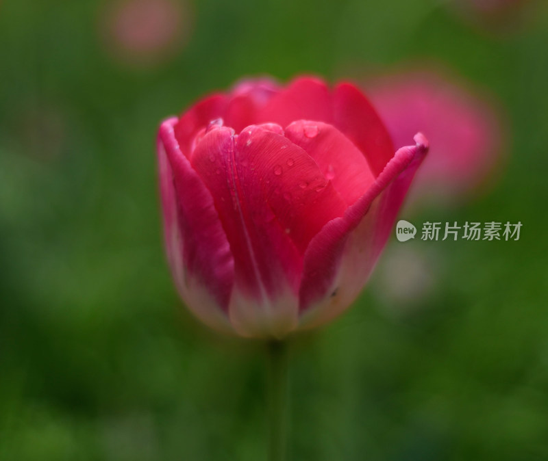 春日里的浪漫郁金香