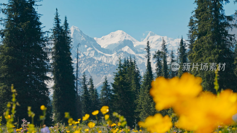 森林雪山自然风景