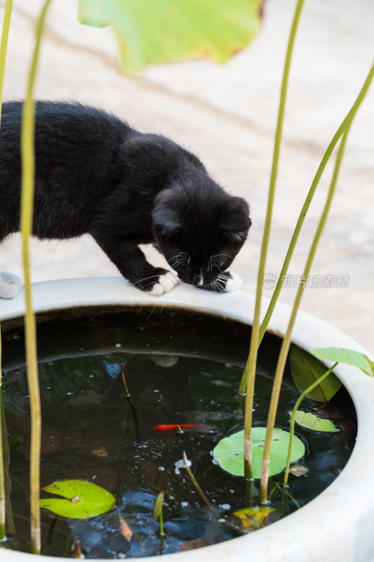 黑猫俯身观察水缸里的金鱼