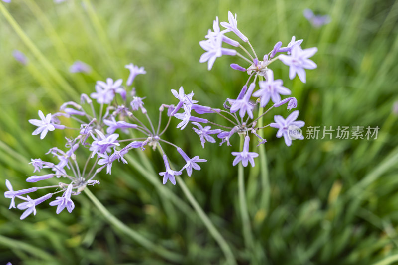 春天盛开的鲜花