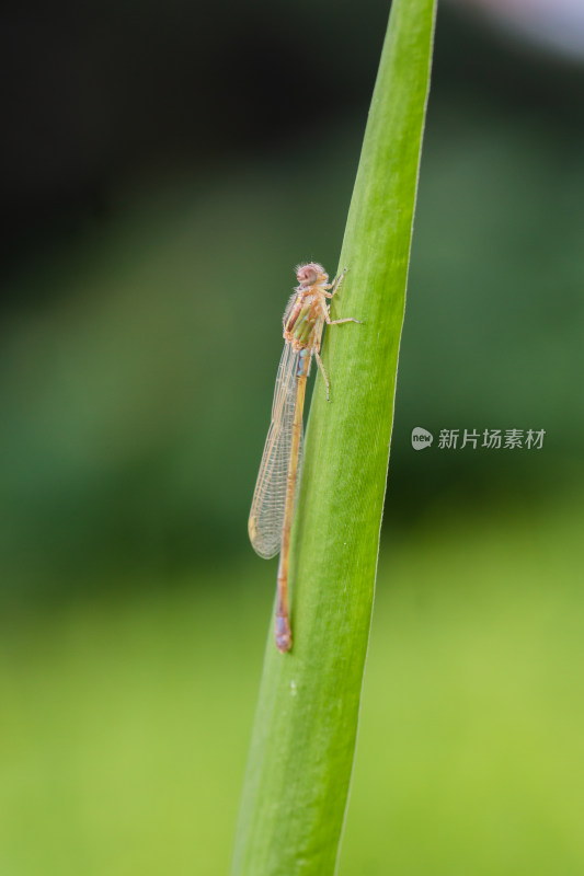 豆娘微距生态摄影