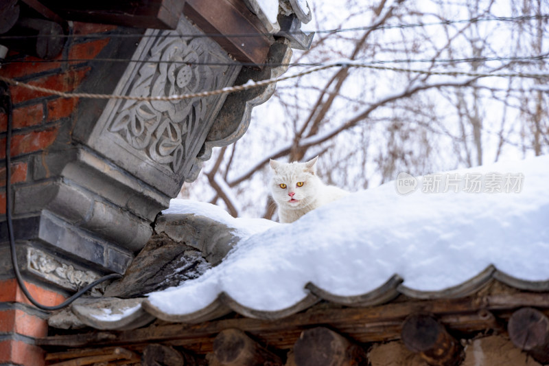 屋檐上的猫积雪