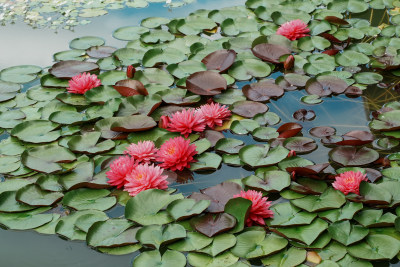 北京国家植物园睡莲