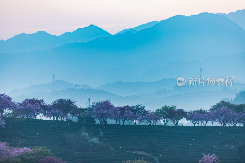 龙岩永福台品樱花茶园