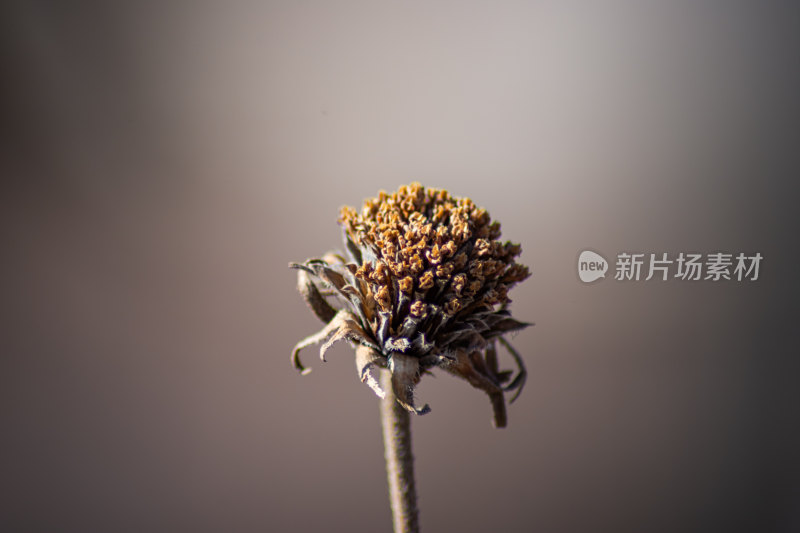 枯萎的植物特写