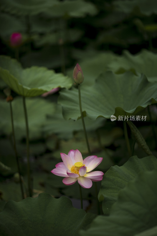 夏季公园荷塘荷叶丛中荷花特写