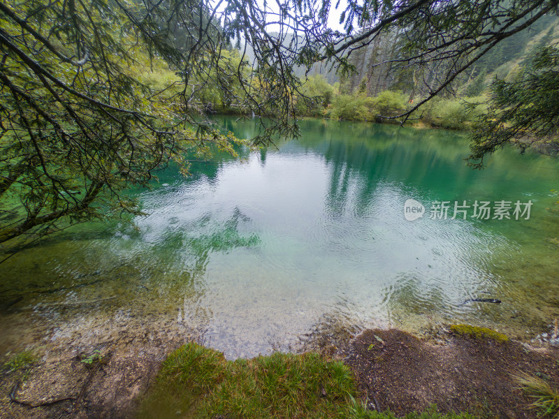 静谧的森林与湖景