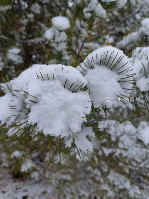 积雪覆盖松树枝头的景象