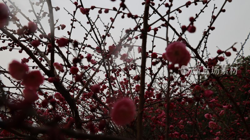 满树盛开的红色梅花特写