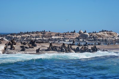 南非开普敦，海豹岛/德克岛，Duiker Island