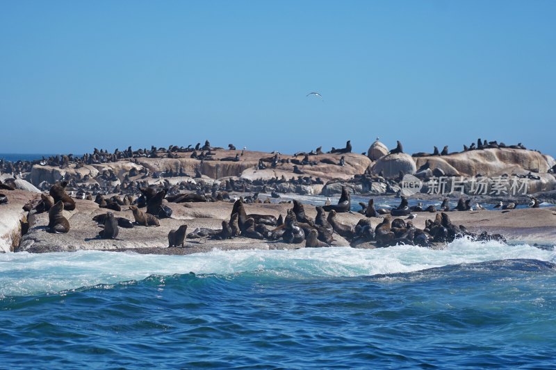 南非开普敦，海豹岛/德克岛，Duiker Island