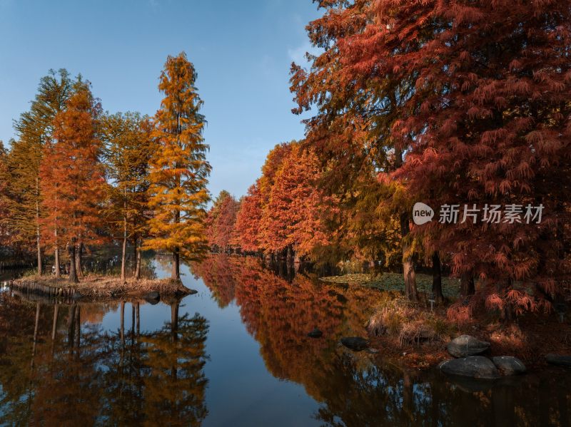 南京明孝陵燕雀湖秋季红杉林