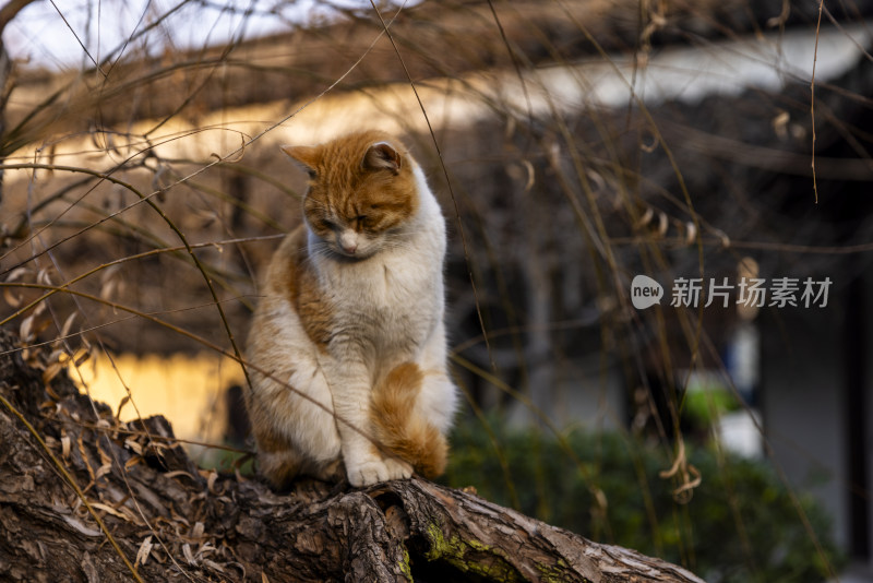 江南园林南京瞻园中式庭院里的猫