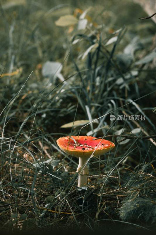 野生菌野生菌蘑菇生长环境菌类山菌