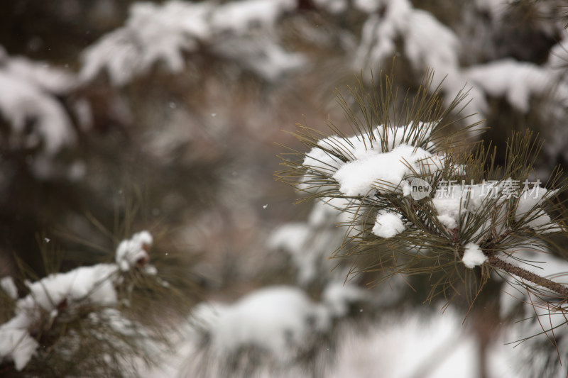 雪天下雪户外树枝积雪景色