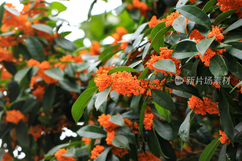 丹桂花枝背景实拍素材