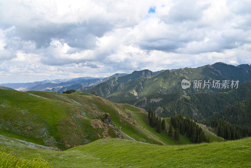 新疆木垒伴山公路 马圈湾的森林景色