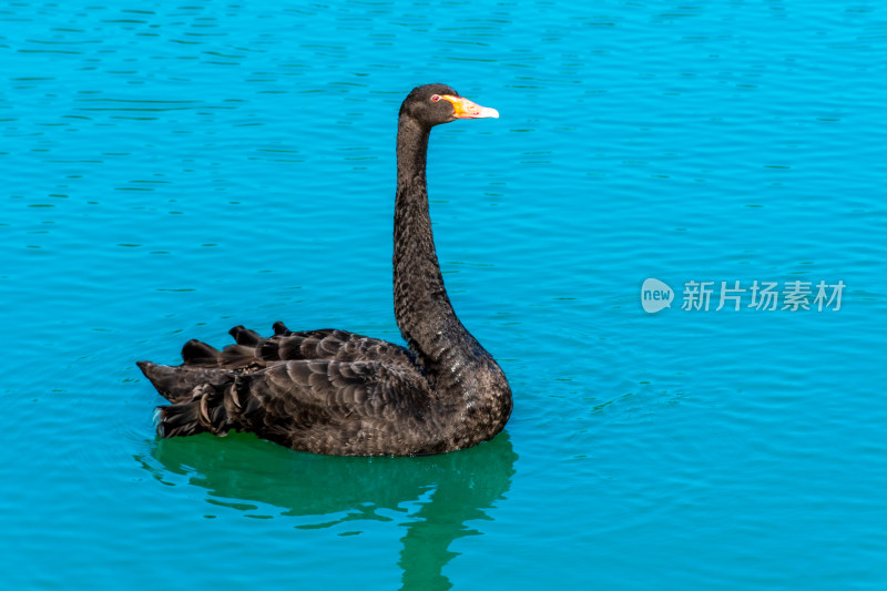 福州黎明湖黑天鹅