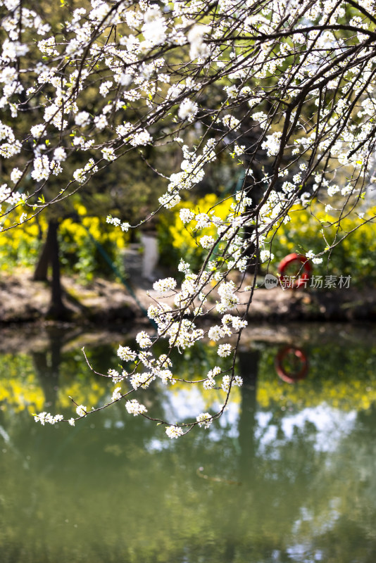 春天湖边盛开的李花李子花