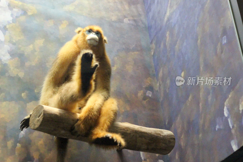 重庆自然博物馆内动物标本：金丝猴沉思