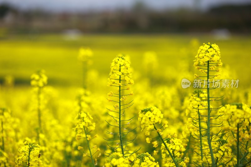 汉中皇塘的油菜花